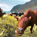 사양목장 이미지