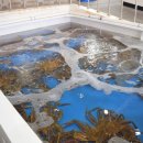 대게 좋은곳 이미지