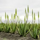 유니베라 이미지