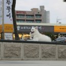 바보형제 쭈꾸미 이미지