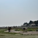 승마장 | 제주도 승마체험 토이 승마장 추천 내돈내산 솔직후기