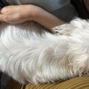 몽스 | [내돈내산] 노견 강아지 목욕용품 추천 | 누몽스 오리 자동거품기 버블메이커 솔직후기