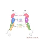 제이핏걸
