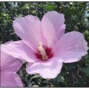 무궁화공업사 이미지