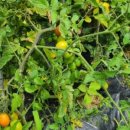 초계농장 이미지