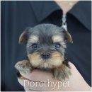 천안 고양이분양 도로시펫 이미지