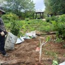 250913(토) 나무심기,식재, 노을, 47권역, 홈앤쇼핑(환경재단) 이미지