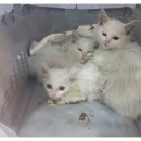 갑을동물병원 이미지