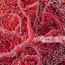 히스토바이오 이미지