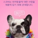 스코비 이미지