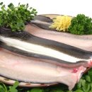 벌떡 장어 이미지