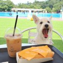 도그베이 이미지