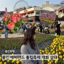 포 에버 | 용인 에버랜드 튤립축제 개화 상태 (3월 27일 기준) 혼잡도 후기