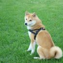 하나이누 이미지