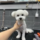 크리스타일