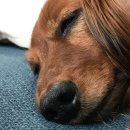 아이튼튼동물병원 이미지