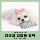 거울보는 강아지 | 강아지 핫팩 먹었을때 화상 주의할점