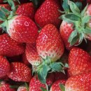 윤석농장 이미지