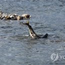 모천축산 Daum카페