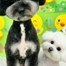 꼼꼼 애견미용실 이미지