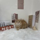 오독안심분양센터 강아지분양 고양이분양 목동점 이미지