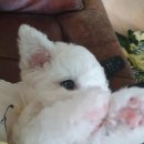 야옹아멍멍해봐(주월점) 이미지