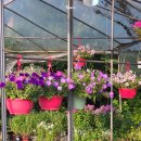 유성농원 | 🍀 식집사의 식물 일기-3🍀 대전 '153꽃농원(=153가드닝)' 내돈내산 구매 후기!