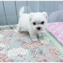 센텀애견샵 이미지