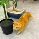 명동2호점 | 명동 고양이카페 스카이캣카페 sky cat cafe 명동2호점 방문 후기