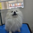 비비펫미용 | 대구 동구 애견미용 신암동 비비펫그루밍 솔직 후기