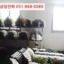 회성동287 이미지