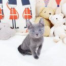 해피애견타운 강아지고양이 포항점&현살롱드펫(남구) 이미지