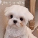 속초애견 더 이쁘개 이미지