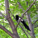 숲속에향기 이미지