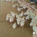 동우식품 이미지