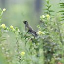 매향리에 찌르레기(Grey Starling) 이미지