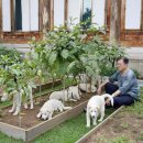 송강애견 이미지