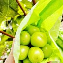 손가네 농장 이미지