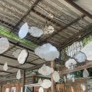 라탄 앤 day | 태국 치앙마이 여행🇹🇭 (3)(25.10.09.~25.10.15.)