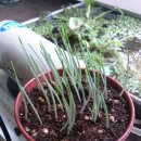 미미그루밍 이미지