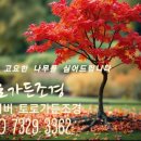 킬로그램마케팅 | 부산 주택 나무제거, 스카이차 진입 불가 골목에 방치된 감나무 깔끔히 베어낸 후기!