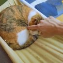 스타고양이카페 네이버블로그
