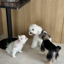 멍친카페 이미지