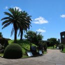 녹차분재로 이미지