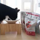 쿰쿰펫푸드 | 고양이 동결건조사료 먀오 뉴질랜드 펫푸드 샘플 급여 후기