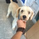 꾸러기 펫 이미지