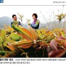 오미자;자연산토종꿀