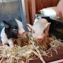 포천금돼지 이미지