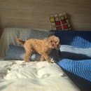 몽몽살롱 | 내돈내산 수원 영통 망포 애견미용 추천 몽몽살롱