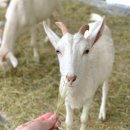 중앙사슴목장 이미지